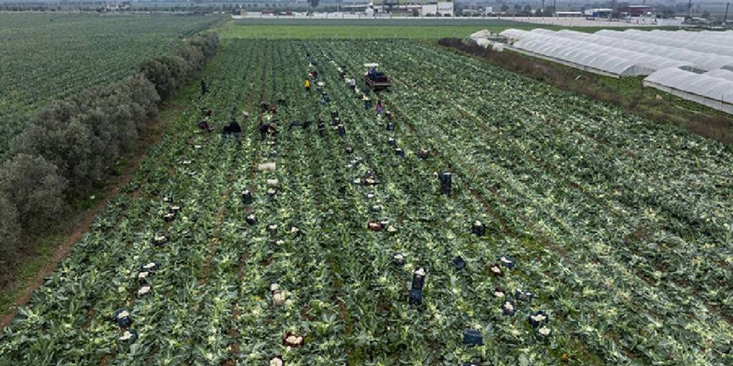 Sebze tarlalarında hasat telaşı! 1 milyon 900 bin ton üretim yapılıyor, emekler karşılığını buluyor! 3